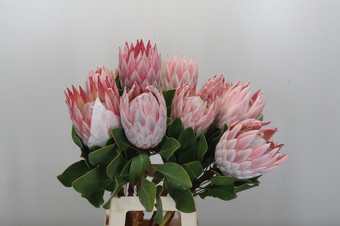 <h4>Protea Cynaroides</h4>