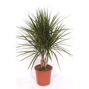 Dracaena marginata