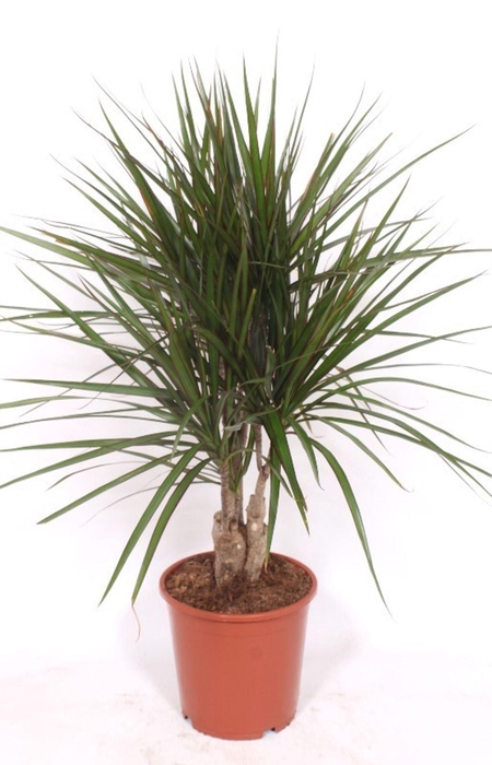 <h4>Dracaena marginata</h4>