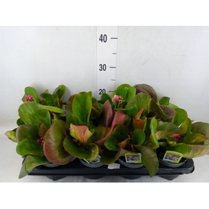 Bergenia cordifolia