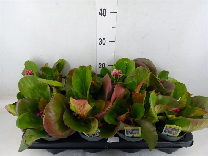 <h4>Bergenia cordifolia</h4>