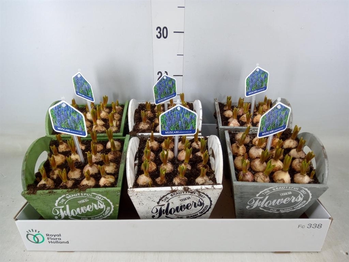 <h4>Arr.  Muscari L%</h4>