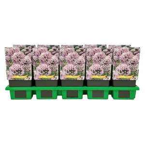 Allium senescens