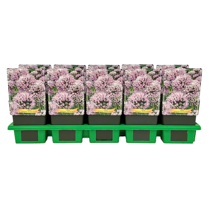 <h4>Allium senescens</h4>