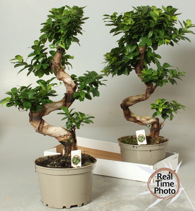 <h4>FIC MI GINSENG</h4>