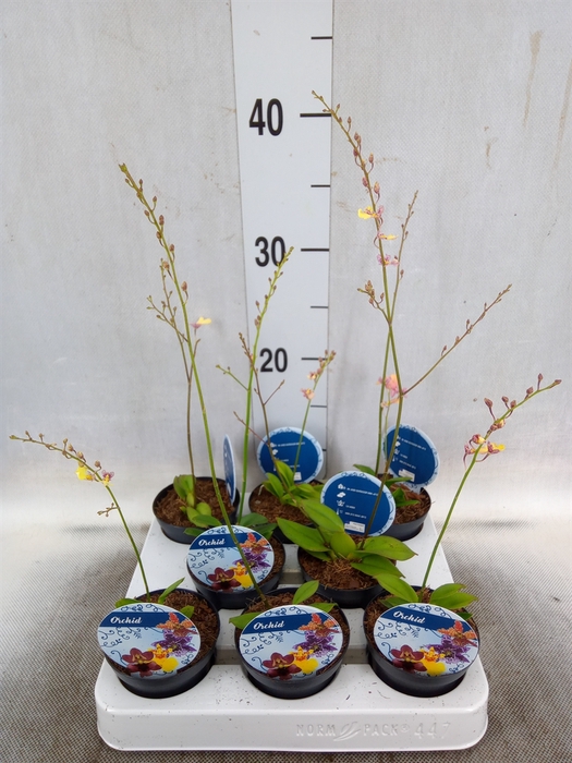 <h4>Oncidium   ...</h4>