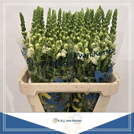 <h4>Antir Cool White</h4>