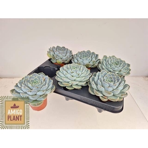 ECHEV ROSETTA MARIPO