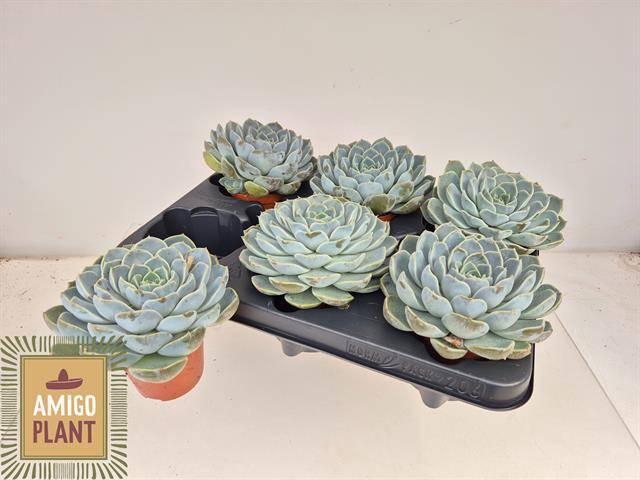 <h4>ECHEV ROSETTA MARIPO</h4>