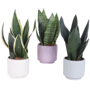 Sansevieria mix Ø12cm in Ø14cm Ceramic SE571