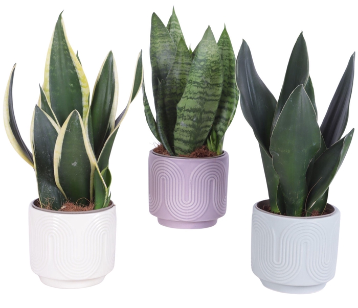 <h4>Sansevieria mix Ø12cm in Ø14cm Ceramic SE571</h4>
