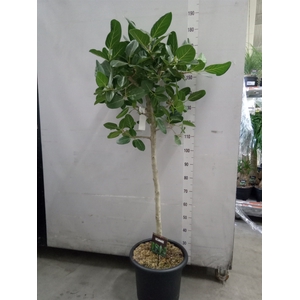 Ficus benghalensis 'Audrey'