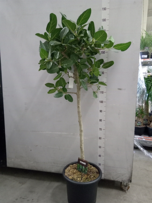 <h4>Ficus benghalensis 'Audrey'</h4>