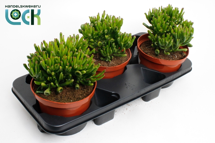 <h4>Crassula Horn Tree</h4>