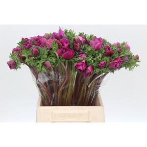 Anemone Mistral Plus Cerise