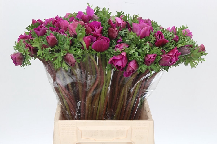 <h4>Anemone Mistral Plus Cerise</h4>