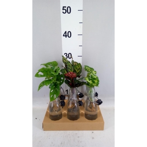 Planten  ..mix