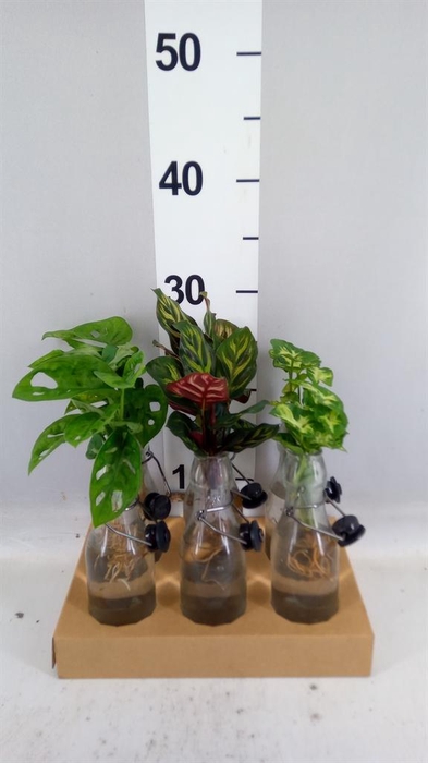 <h4>Planten  ..mix</h4>