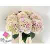 Hydrangea royal grandeur classic