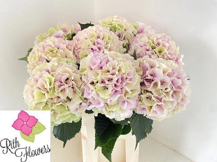 Hydrangea royal grandeur classic