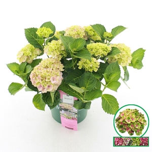 Hydrangea macr. Magical® 'Jewel'® Roze C5 (23cm.) Kn.