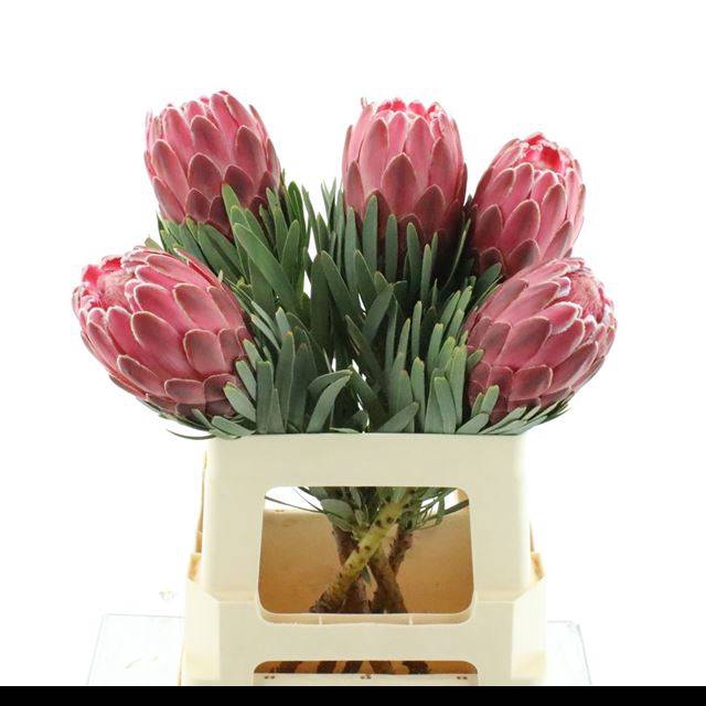 <h4>PROTEA VENUS</h4>