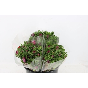 Anem Marianne Orchid