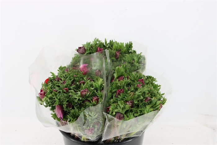 <h4>Anem Marianne Orchid</h4>