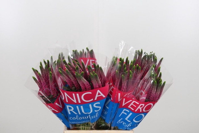 <h4>Veron Smart Artist</h4>