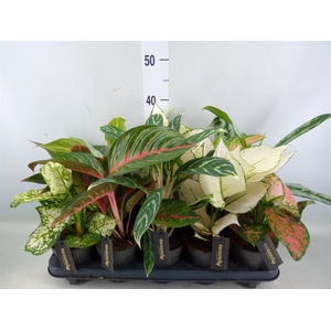 Aglaonema   ...