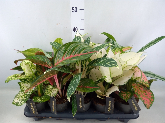 <h4>Aglaonema   ...</h4>