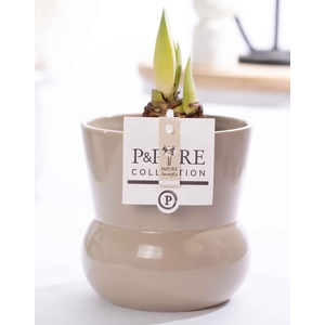 Hippeastrum white in P&PURE Plant Vase Maxima green