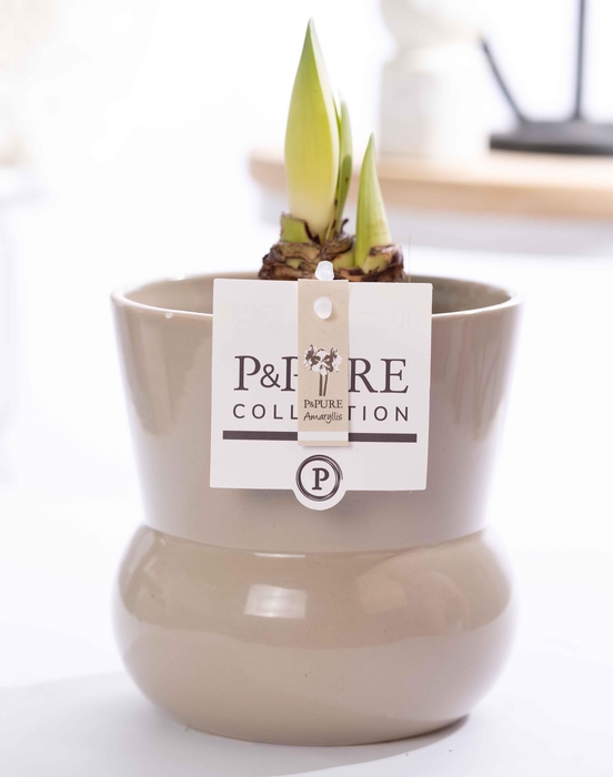 <h4>Hippeastrum white in P&PURE Plant Vase Maxima green</h4>