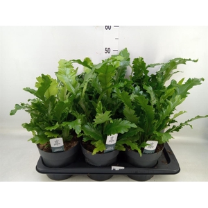 Asplenium nidus 'Campio'