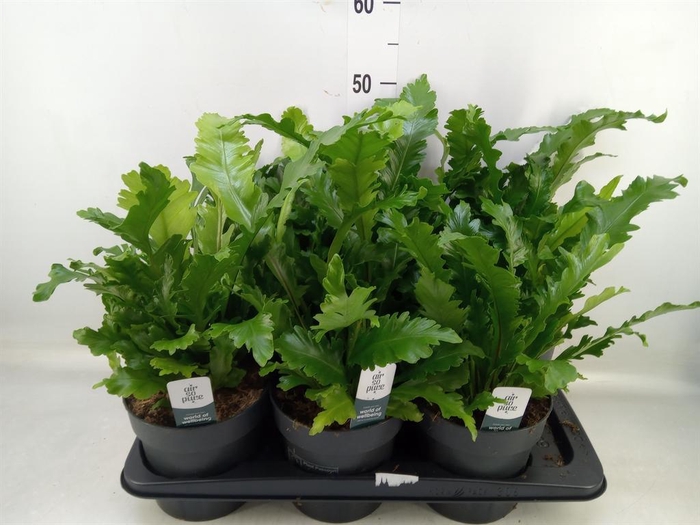 <h4>Asplenium nidus 'Campio'</h4>