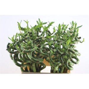 Drac Bamboo Spiral 70cm