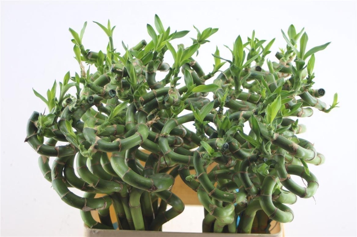 <h4>Drac Bamboo Spiral 70cm</h4>