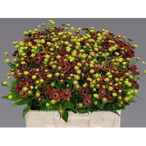 Helenium Red King Niekerk