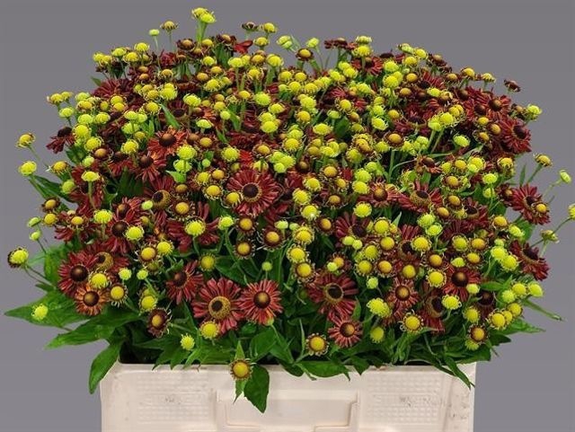 <h4>Helenium Red King Niekerk</h4>
