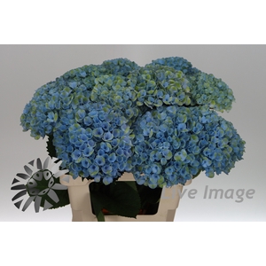 Hydrangea mag revolution
