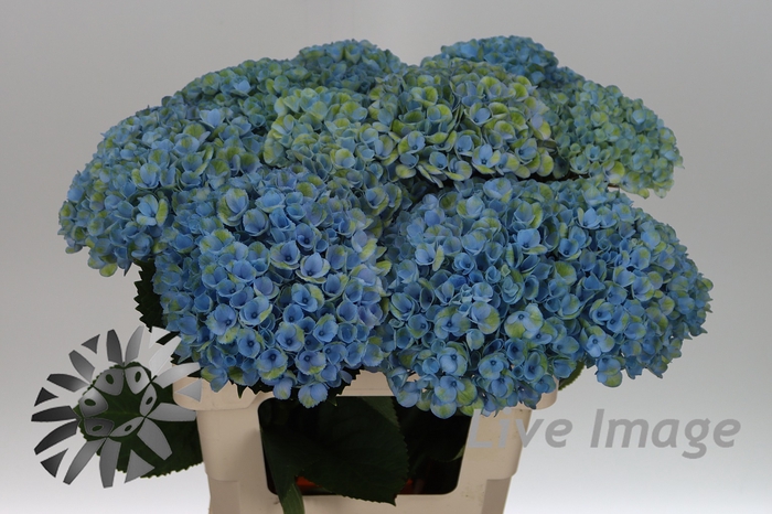 <h4>Hydrangea mag revolution</h4>