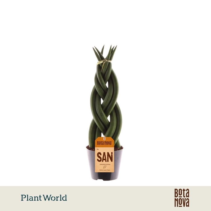 <h4>Sansevieria cylindrica 'Twist'</h4>