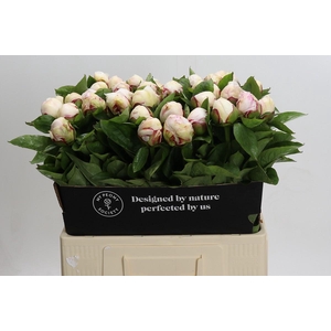Paeonia Ivory Escort