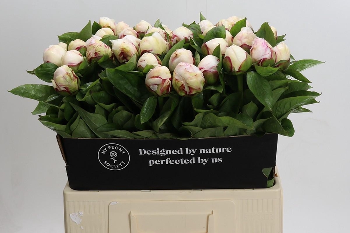 <h4>Paeonia Ivory Escort</h4>