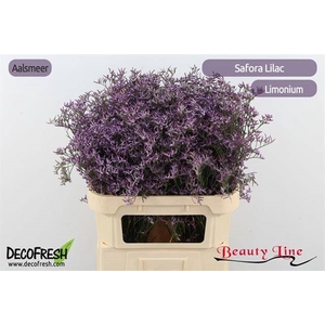 LIM SAFORA LILAC