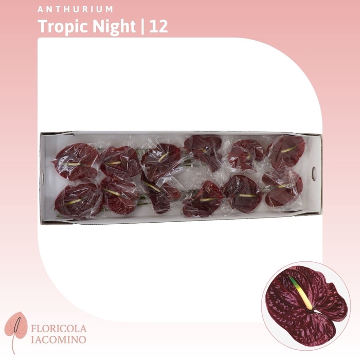 <h4>Anthurium Tropic Night</h4>