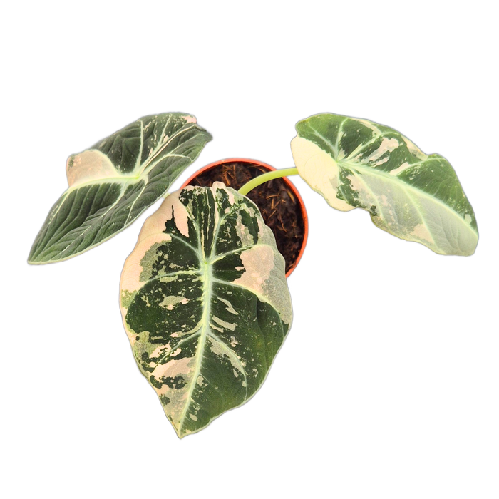 <h4>Alocasia Black Velvet Variegata Pink</h4>