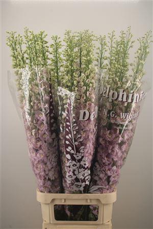 <h4>Delph El Dewi Fame Dark Pink</h4>