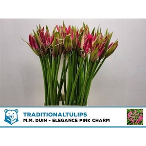 Nerine Bo El Pink Charm