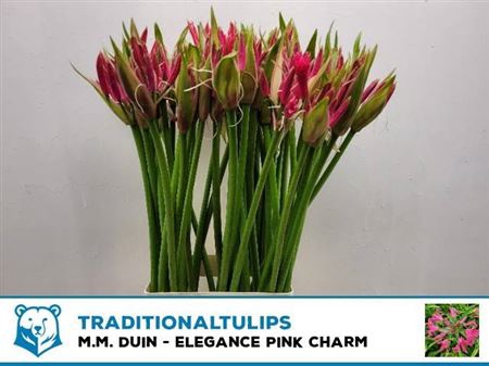 <h4>Nerine Bo El Pink Charm</h4>